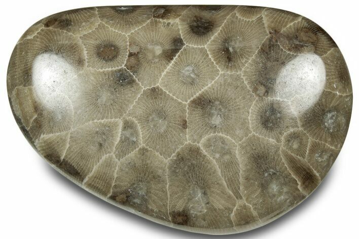 Polished Petoskey Stone (Fossil Coral) - Michigan #322970
